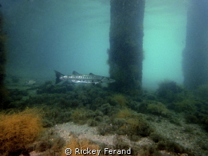Barracuda under the BHB by Rickey Ferand 
